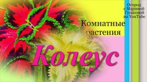 КОЛЕУС АВАТАР – царь колеусов   Обзор  Комнатные Растения зимой  Как их размножаю черенками