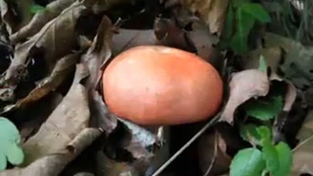 Сыроежки смотреть онлайн