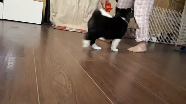 Американская акита девочка смотреть онлайн