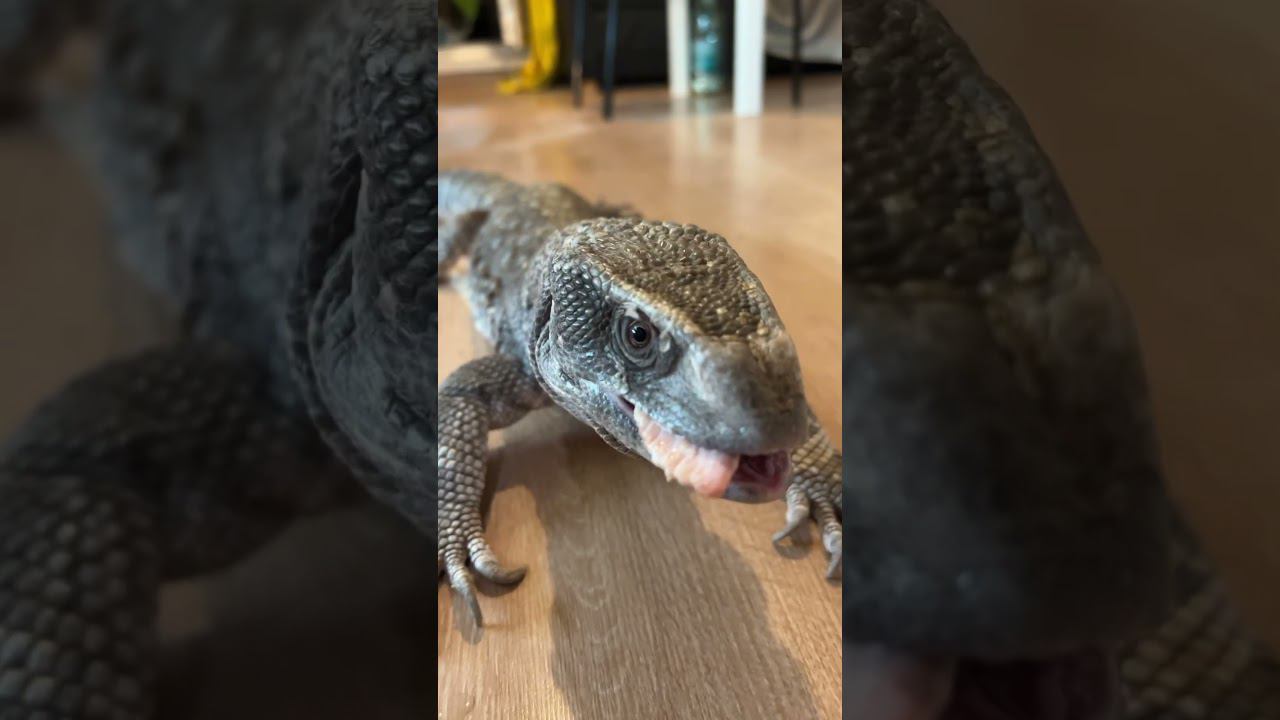 Дай!!! #москва #shortvideo #zoolife #zooanimals #экзотика #reptile #zoo #варан #зверьёмоё #ящерица