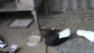 Николаевские голуби