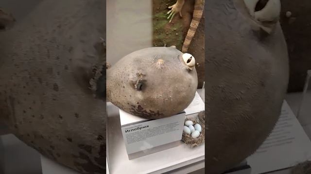 #shorts Иглобрюх - это родственник ядовитой рыбы фугу! Познакомьтесь! смотреть онлайн