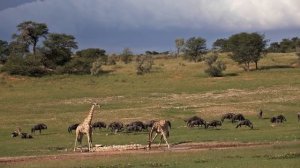 Kgalagadi Transfrontier Park