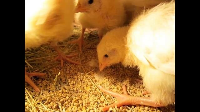 ?Выращивание цыплят бройлеров в домашних условиях