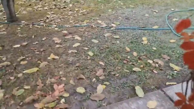 Осенняя дача!! Урожай из сада!! смотреть онлайн