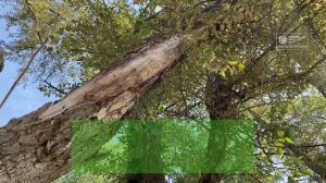 Падающие деревья