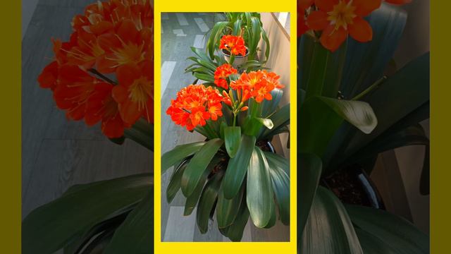 보라매요양원 군자란 활짝 피였습니다. смотреть онлайн