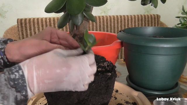 Пересадка деток денежного дерева Ответы на вопросы смотреть онлайн