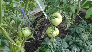 Теплица с томатами. Томаты июль 2021.