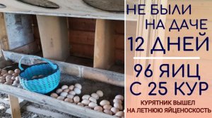 Отсутствовали на даче 12 дней. В курятнике 96 яиц с 25 кур
