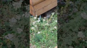 Мой Отпуск,на Базе отдыха,,Бухта Удачи,,Село.Кулунда. Обзор от Газелиста Дармовоза Нищеброда..