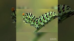 Как выглядят персонажи из мультика Лунтик в реальной жизни(В мультике =} В жизни)