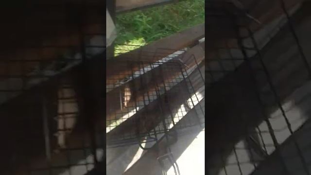 ASMR низабудь одеть наушники???. поставь лайк ?? пж пж смотреть онлайн