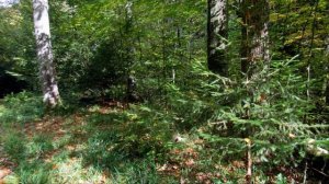 По следам огненной саламандры