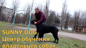 Как правильно поставить в стойку кане-корсо? Ринговая дрессировка