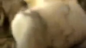 Самые толстые коты в мире 5 самых толстячков