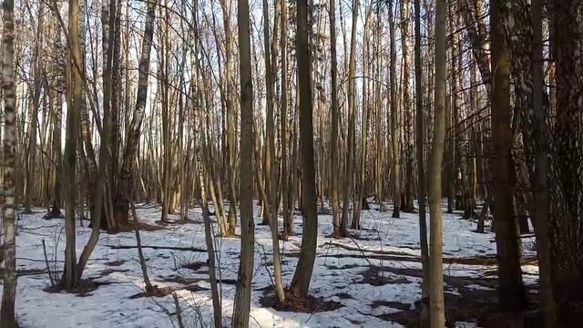 сквозящий на солнце весенний лес