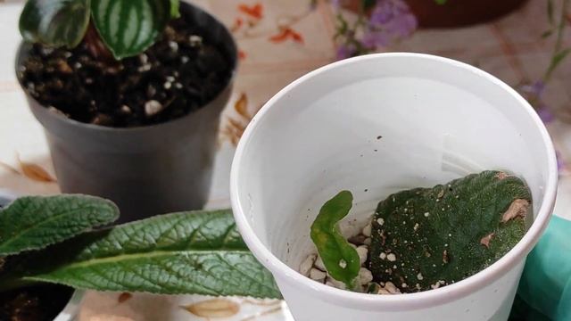 Размножение листом Бегонии, Пеперомии, Стрептокарпуса . Результаты и подробности размножения. смотреть онлайн