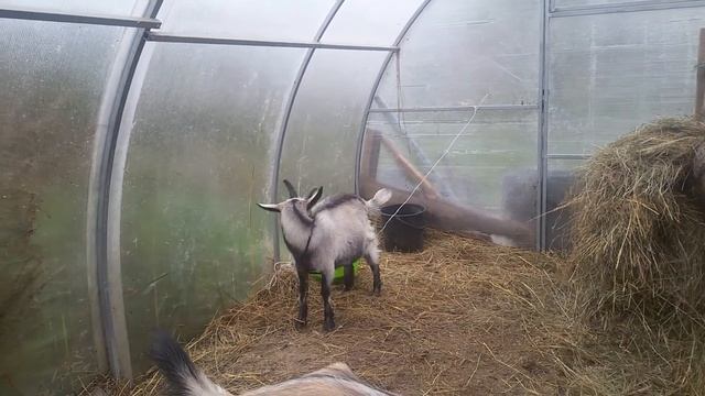 КОЗЫ. /Сбавили надой./ Выводить ли на траву./Goats. / Reduced the milk yield./ Output on the grass смотреть онлайн