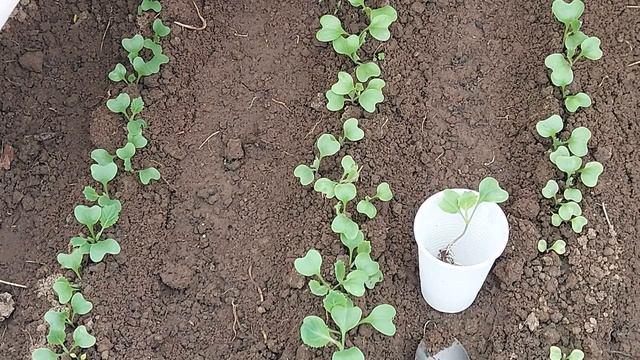 473. КАПУСТА=ПРИ ВЫСАДКЕ 100% ПРИЖИВАЕТСЯ смотреть онлайн