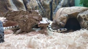 Калифорнийская королевская змея: ребёнок в террариуме