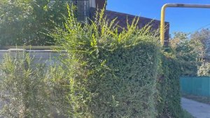 Стрижка зеленого забора из Карагача.