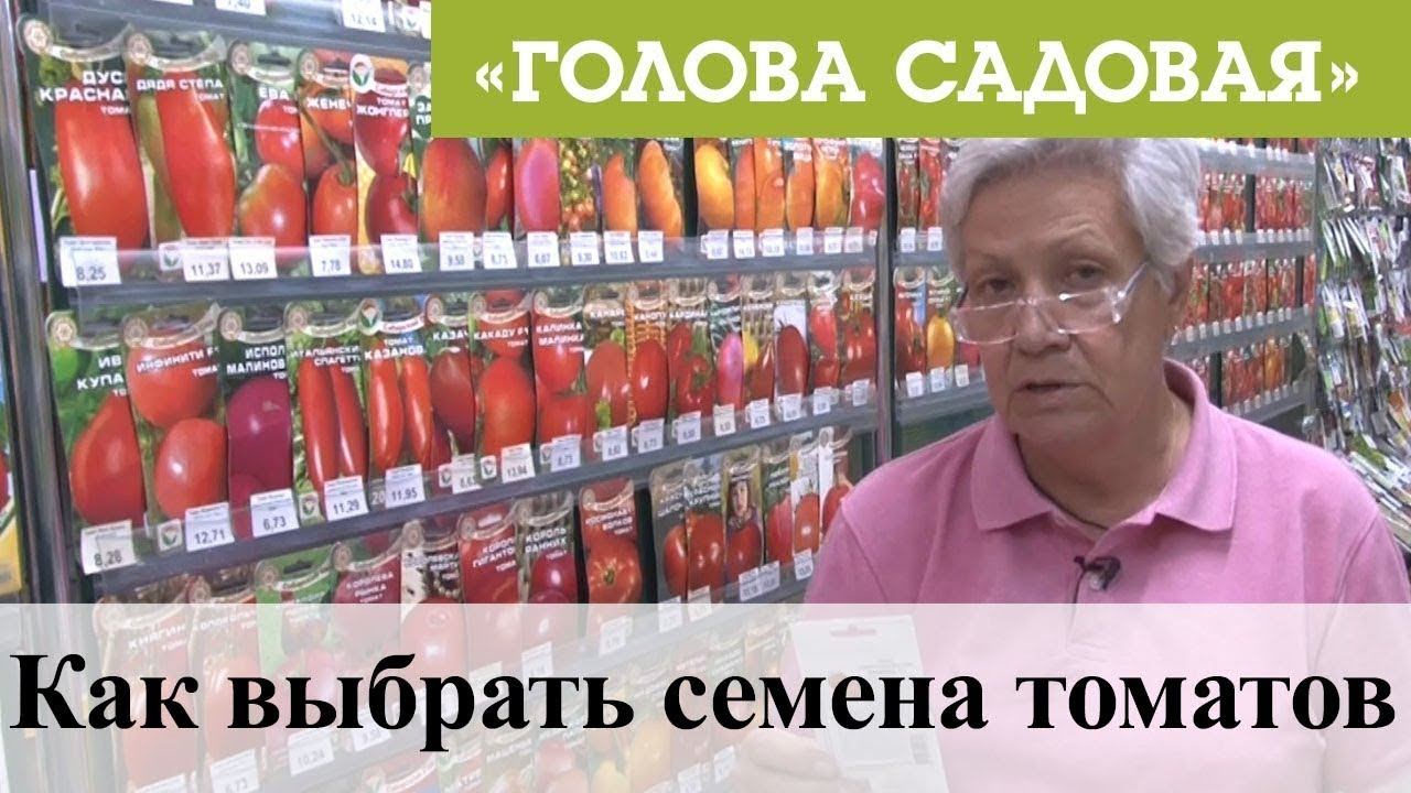 Томат важный индюк. Томат большой бонус. Подготовка семян томатов к посеву на рассаду. Подготовка семян томатов к посеву на рассаду. Как выбрать семена помидор.