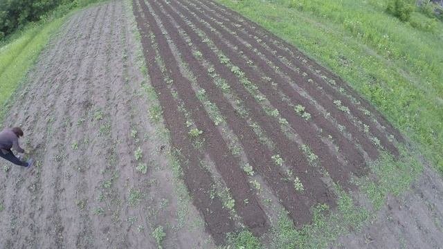 Культивация картофельных междугрядий / ЛопЛош / Мотокультиватор
