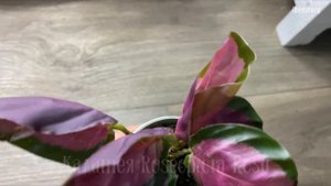 Цветочные посылки. Комнатное цветоводство.