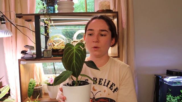 How I got into houseplants + my prettiest plants & answering questions смотреть онлайн