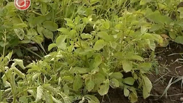 История картофеля от "А" до "Я": как живется на севере редким сортам американского растения? смотреть онлайн