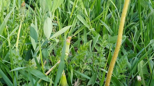 Shohimardon! Bahor! Aprel смотреть онлайн