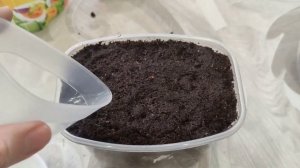 Выращивание лука из семян за один сезон через рассаду, в домашних условиях.Эксибишен, Ялтинский.