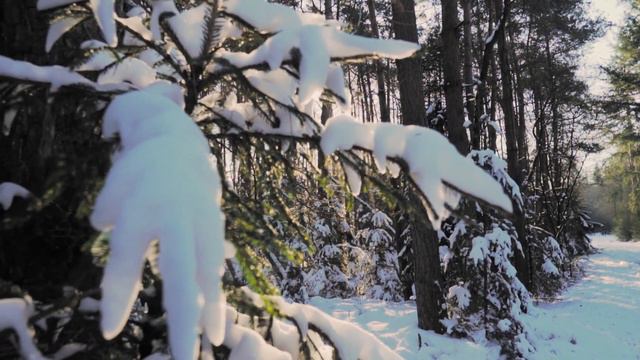 Собака не жалела себя, пытаясь спасти любимого хозяина! | Удивительная история из жизни смотреть онлайн