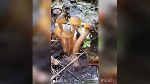 Грибы Кубани