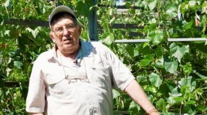Беседка из винограда - делаем вместе с Анатолием Сидоровичем! Формировка винограда на беседке
