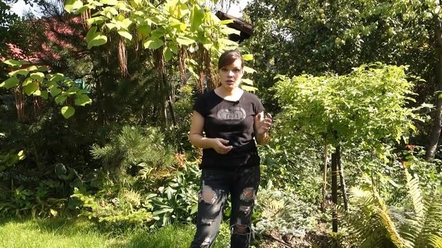 Садовый влог 03.09 / Болезни роз и их лечение/ Как определить и как бороться