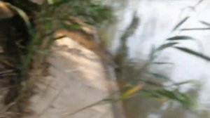 Рыбалка на канале. Голавль в июне и снова на тутовник.