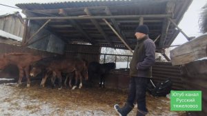 Красивые жеребята.