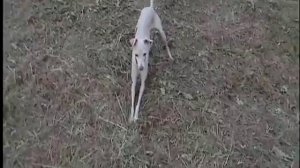 Любимой левретке.