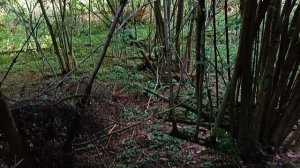 грибалка Честопрафт 2024 08 14