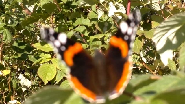 Бабочка Адмирал Красота русской природы, красота родного края! Отдых на даче. смотреть онлайн