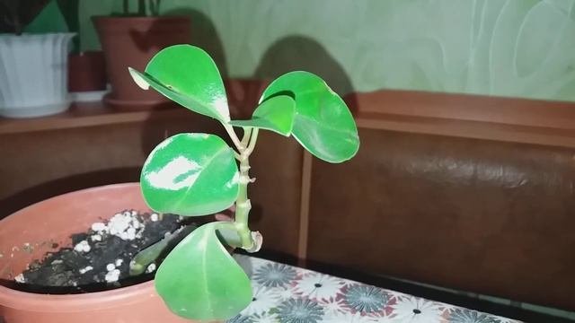 Пеперомия туполистная,мои наблюдения.