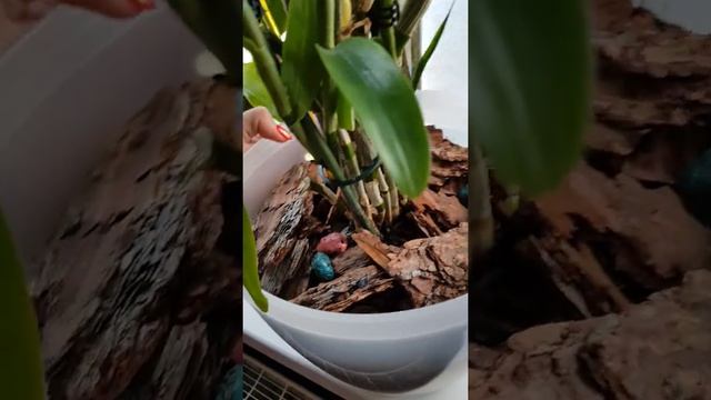 Изменения моих орхидей за лето. смотреть онлайн