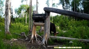 Лось на солонце, запечатленный на фото ловушку. Лось и солонец. Часть № 26