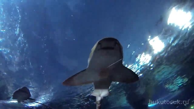 Океанариум Siam Ocean World. Бангкок. / Siam Ocean World. Bangkok. смотреть онлайн