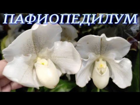 №621/ МОИ, красавчики ПАФИОПЕДИЛУМЫ!!!