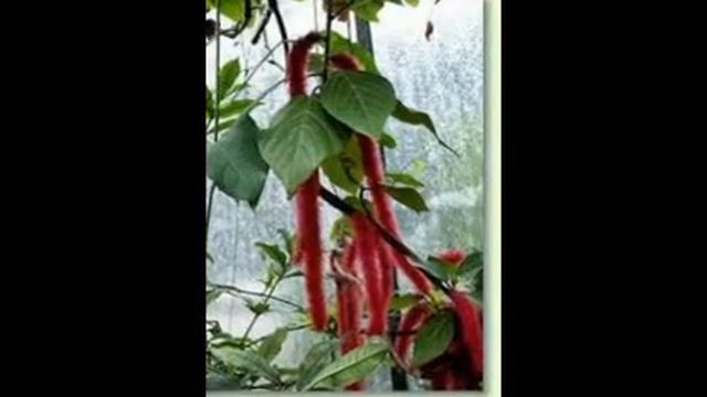 Acalypha, Katzenschwänzchen, Raues Nesselblatt, Nesselschön смотреть онлайн
