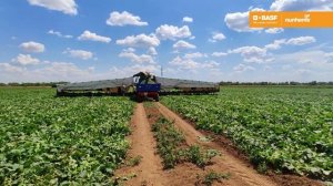 Проскор F1 - особенности гибрида корнишонного огурца селекции Nunhems, BASF