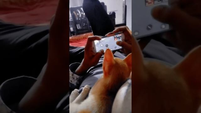 Games Lover Cat